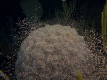   This photo was taken during coral spawning Grand Cayman. Cayman  